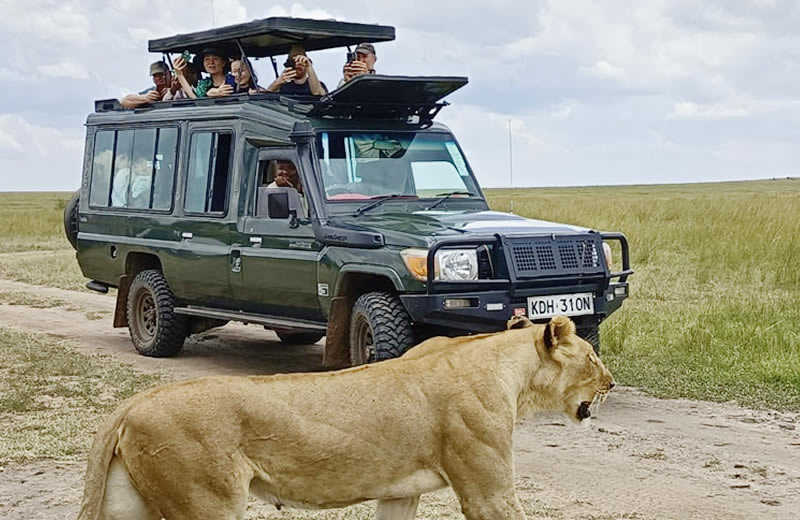 Lion on Game Drive — Majestic lion resting in the golden savannah grass of the Masai Mara.